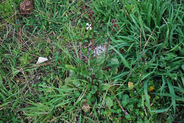 Eruca vesicaria - Rucola